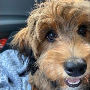 Meet your Posher, George